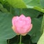 ふくふくるみらくるのサムネイル