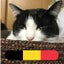 ベルギー猫のサムネイル
