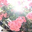 momoのサムネイル