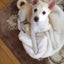 マナルナのサムネイル