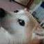 画像 柴犬りんのスローライフのユーザープロフィール画像