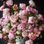 peony-in-pinkのサムネイル