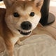 Shopのサムネイル