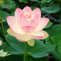 Lotus flowerのプロフィール