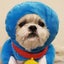 画像 シーズー犬マックンのちょんまげのユーザープロフィール画像