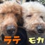 やんちのサムネイル