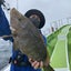 画像 ソルトルアーの釣り日記のユーザープロフィール画像
