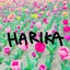 画像 ハーリカ★★harikaのユーザープロフィール画像