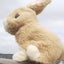 野うさぎのサムネイル