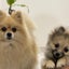 ガーデニングと家庭菜園とたまに犬のサムネイル