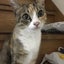 はなみずきのサムネイル