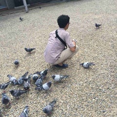 nagaragawa-ryuikiのプロフィール