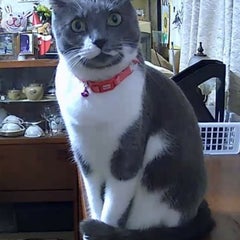 ogurisan007のプロフィール