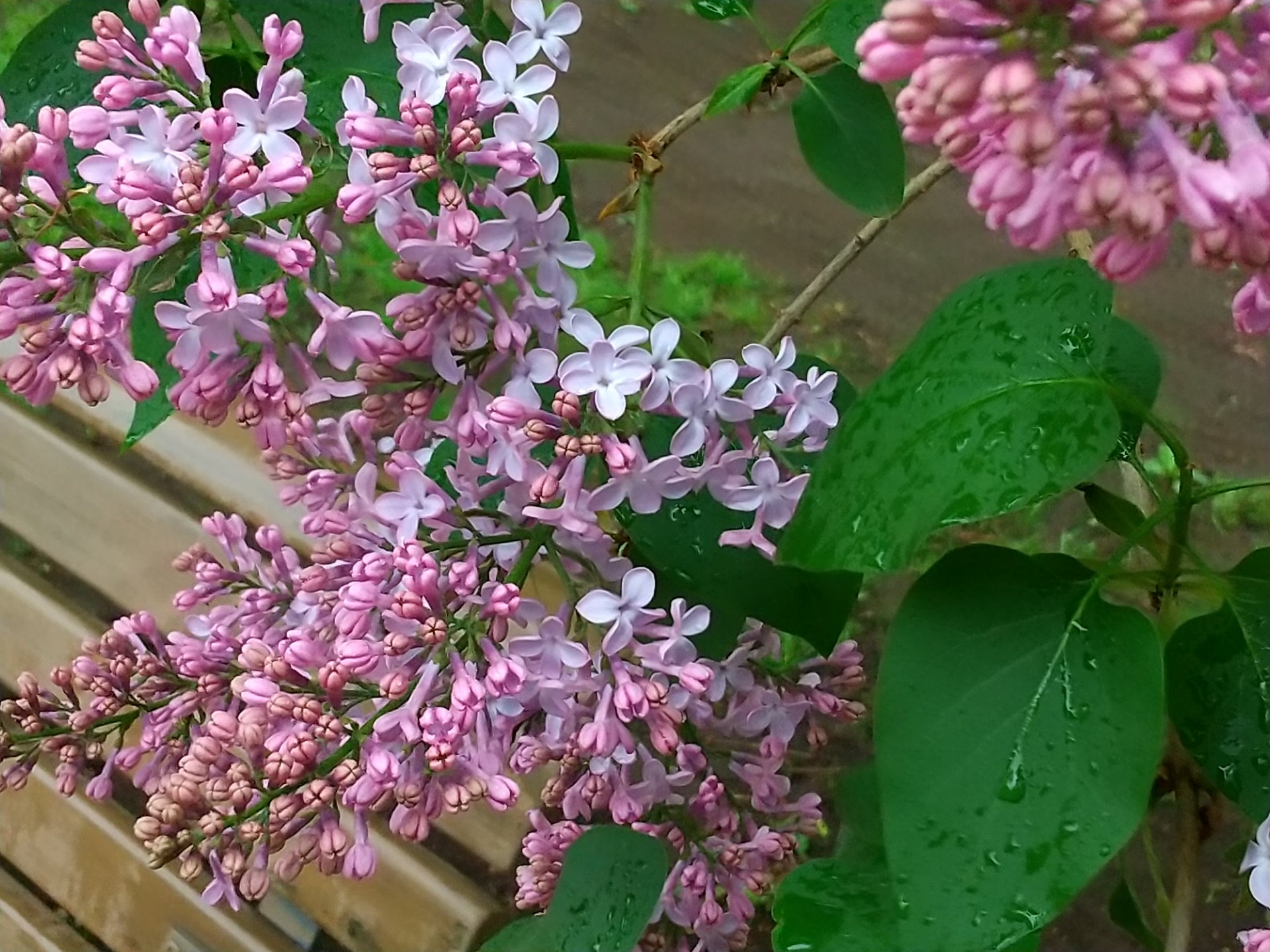 パソコンが天に召されそう 荒波にまけないためのブログ【べぽらっぷはシンママになった】