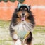 画像 愛犬シェルティとの幸せクレバー生活のユーザープロフィール画像