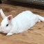 渚のシンドバッドのサムネイル