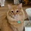 画像 猫カフェ～うるま市で、猫とふれあえる場～と猫のためのシェルターつくりのユーザープロフィール画像