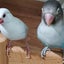 あきしちのサムネイル