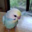 terraのサムネイル
