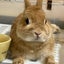 ウサギスキーのサムネイル