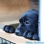 画像 ラブラドール専門犬舎ホワイトバルーンのブログのユーザープロフィール画像