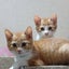 やまみーのサムネイル