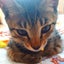 画像 クラ子のお猫様日記。のユーザープロフィール画像