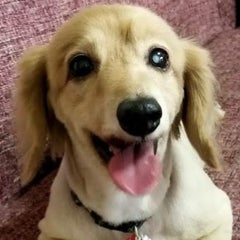 チョコたんのプロフィール