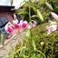【田島望】毎日5分以上頑張って、脱汚部屋を目指しますのサムネイル