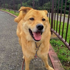 Izumiのプロフィール