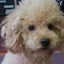 画像 バツイチおばちゃん＆愛犬のブログのユーザープロフィール画像