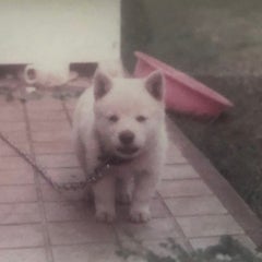 しのぶのプロフィール