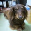 画像 犬のケェ＆息子K・Rとの【TOKYO泣き笑い日和】のユーザープロフィール画像