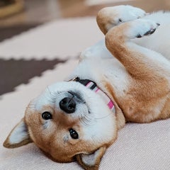 さりのプロフィール