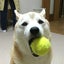 柴犬ぷーさんのサムネイル