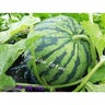 higesanfarmのプロフィール