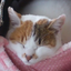 三毛猫仮面AZのサムネイル