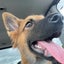 保護犬　保護猫の話のサムネイル