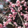 コトノハのプロフィール