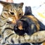 画像 猫とバラと暮らすのユーザープロフィール画像