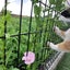 あかねのサムネイル