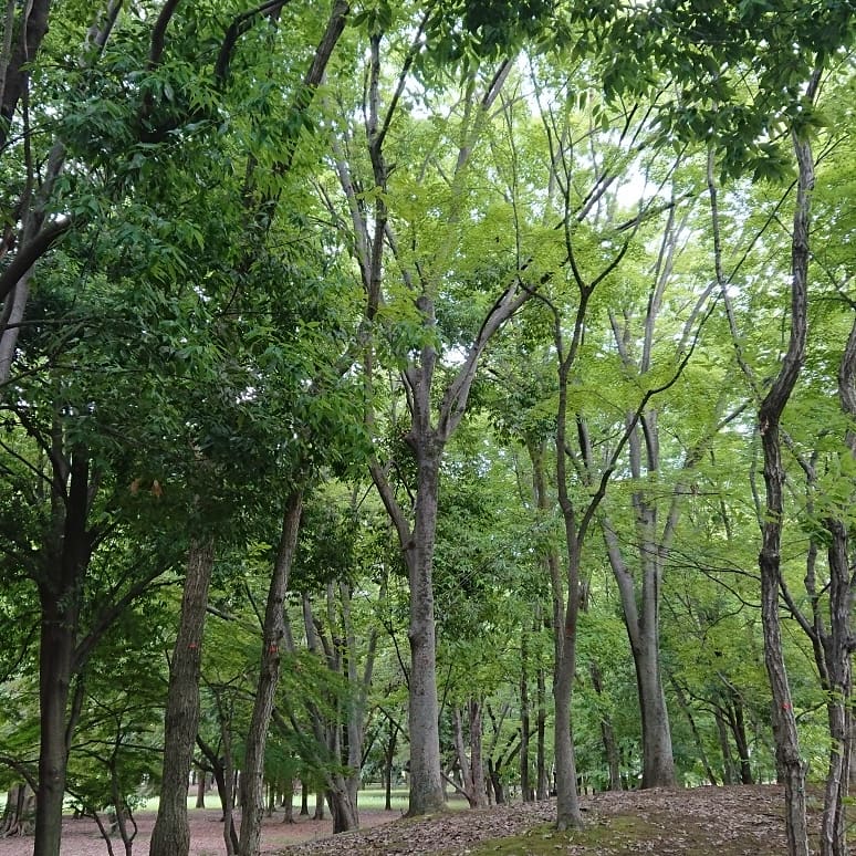 白い巨塔 どちらかと言えばサントラ好き