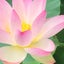 天木結菜のサムネイル