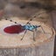 画像 昆虫讃歌、時々釣りのユーザープロフィール画像