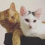 猫捜索のニャン吉のサムネイル