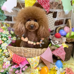 mickeyalice18のプロフィール