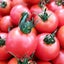 画像 トマト農家とわんことしまんと暮らし。のユーザープロフィール画像