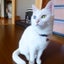 画像 姫川yorokiの保護猫ラブのユーザープロフィール画像