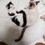 猫5匹のサムネイル