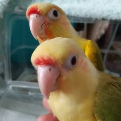  ぴ～たんHouseのプロフィール